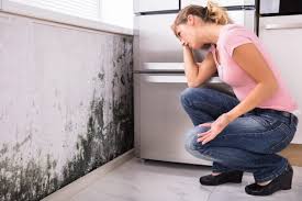 Reliable Markham, IL Mold Prevention & Removal  Solutions